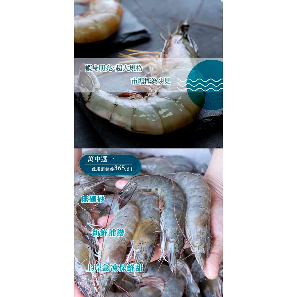 漢克嚴選 純淨天然野放巨大白蝦霸(20 商品圖 3