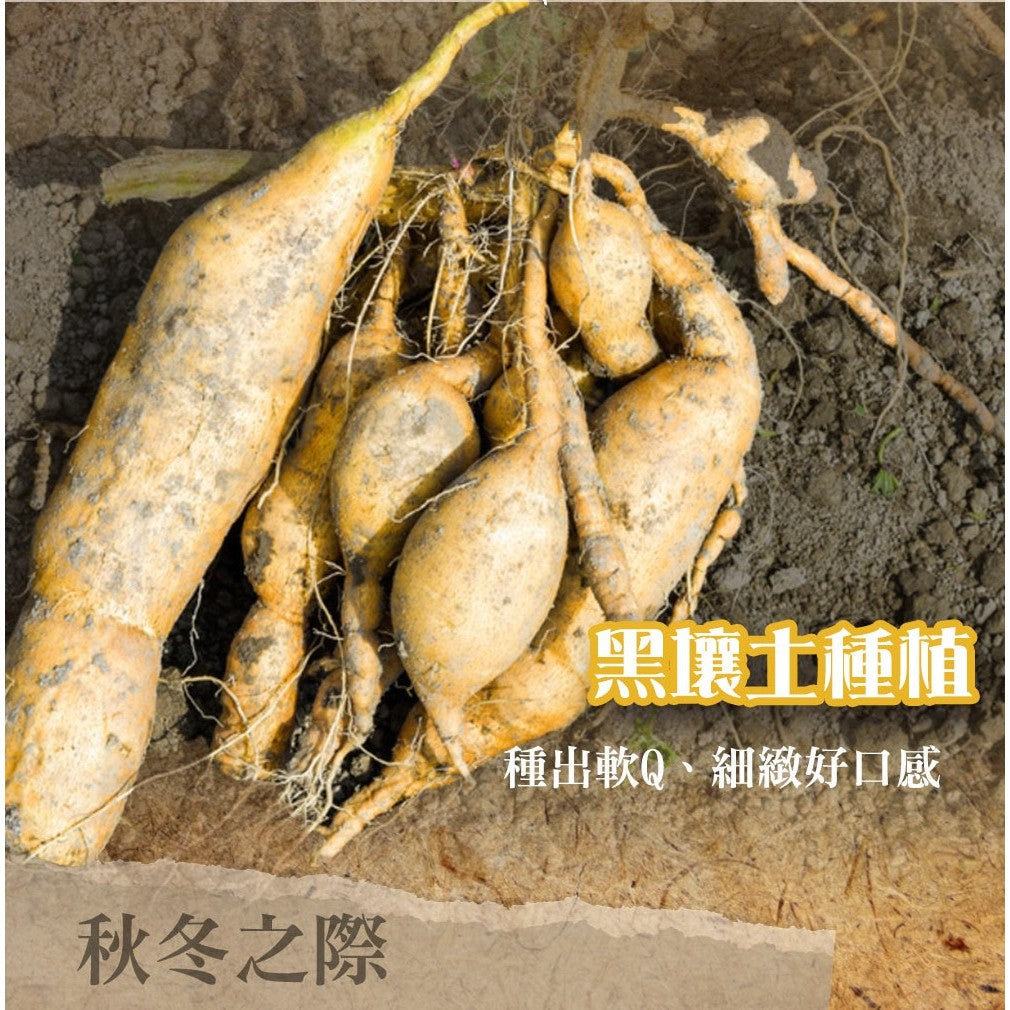 陳記好味 特選台農 57 號冰烤黃金地瓜 商品圖 4